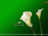 Calla Lilly Wallpaper